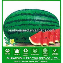 NW03 Jinchan oblong shape hybrid F1 watermelon seeds supplier